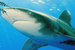 « Il y a plein de requins en ce moment » aux Marquises