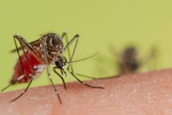 Fin de l'épidémie de dengue