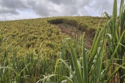 A l’approche de la fin de la campagne sucrière à La Réunion, la récolte s’annonce historiquement basse