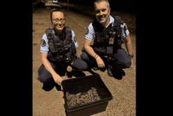 Des gendarmes au secours de bébés tortues sur la plage des Amandiers à Sainte-Rose