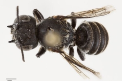 “Lucifer”, cette nouvelle espèce d'abeille australienne baptisée en raison de ses petites cornes
