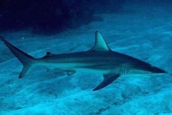 Attaque de requin à Ua Pou : "On n'est pas en Nouvelle-Calédonie, ni à La Réunion"