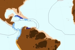 Comment il y a 45 millions d'années un pont terrestre avec l'Amérique du sud a façonné la biodiversité des Antilles