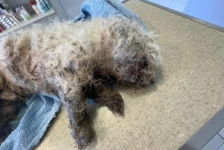 MALTRAITANCE ANIMALE. Après la mort d’un chien abandonné dans une poubelle, l’appel à “une prise de conscience en urgence”