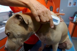 Identification obligatoire en Calédonie pour les chiens et chats : mode d'emploi