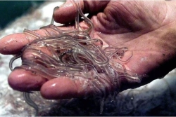 Les civelles en danger, un marché opaque qui profite aux gangs haïtiens