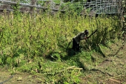 VIDEO. Au Vauclin, un ravageur serait à l'origine de la destruction d'une plantation de gombos