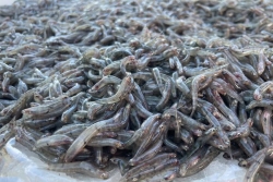 Pêche bichiques : 39 kg remis à l'eau après un contrôle, les autorités veillent au grain