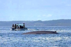 Deux baleines bleues ont été observées au large de Mayotte
