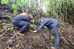 Environnement : Poihere Te Natura célèbre Matari‘i i ni‘a en reverdissant le Mont Aorai