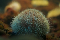 Oursins : une troisième année sans pêche en Martinique