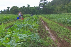 Agriculture : Comment nourrir les Polynésiens avec des produits locaux ?