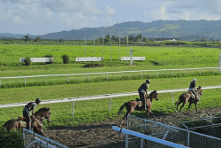 SÉ LA KAY NOU :  immersion au cœur de l'hippodrome de Carrère au Lamentin 