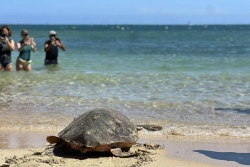 VIDÉO. Samy, tortue braconnée, soignée à l'aquarium de Nouméa, a retrouvé le lagon