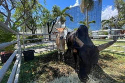 Des bœufs moka au département pour défendre une race péi menacée d’extinction