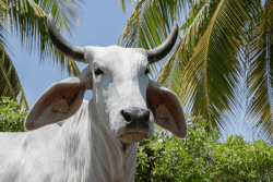 Salon de l'Agriculture : Biguine la vache Martiniquaise à la conquête de l'Hexagone