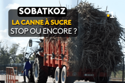Sobatkoz : la canne doit-elle rester la première culture péi ? un débat à suivre en direct sur Réunion La 1ère