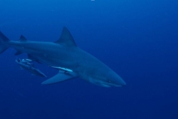 Vigilance requins : 7 squales capturés dans l'ouest de l'île depuis début novembre, la Préfecture appelle à la vigilance 