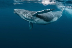 Megamove, l'étude scientifique qui s'intéresse aux routes migratoires de la mégafaune marine pour mieux la protéger