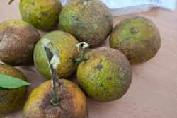 La recherche tente de sauver les vergers d'agrumes martiniquais du parasite HLB