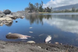 Des centaines de poissons morts à l’étang du Gol à Saint-Louis