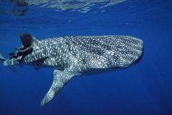 Protection renforcée pour plus de 70 espèces de requins et de raies