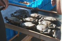 VIDÉO. "On pourra pas servir tout le monde" : les amateurs de crabes sont venus nombreux pour le dernier jour de vente