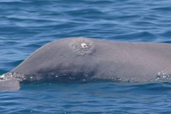 Le dernier dauphin à bosse de Mayotte présente des blessures liées possiblement à une maladie