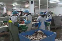 “L’usine n’a pas redémarré”, un licenciement économique engagé pour les derniers salariés d’A Mare Labor 