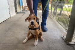 SPA de Guadeloupe : l'association lance un cri d'alarme face à la dégradation du refuge