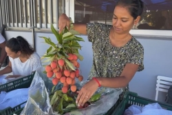 Pendant les fêtes, la Poste facilite l’envoi de colis de fruits vers l’Hexagone