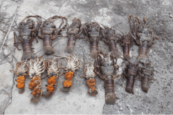 Interdiction de la pêche à la langouste à La Réunion, la lutte contre le braconnage s’intensifie