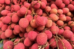 Les vols de letchis se multiplient dans les vergers de La Réunion          