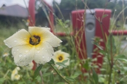 ENQUÊTE EXCLUSIVE. Moins de 30% des bornes d’incendie sont opérationnelles en Guadeloupe, alertent les pompiers