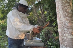 Apiculture : une thèse et une indication géographique protégée pour protéger les miels du terroir