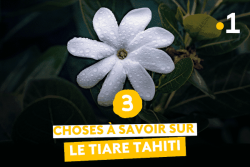3 choses à savoir sur le tiare tahiti
