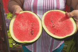 Les pastèques de Tubuai se vendent comme des petits pains 