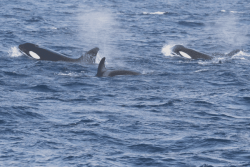 Des orques observées au large de la Martinique, un signe positif pour la biodiversité