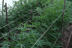 Une “forêt” de cannabis découverte au Marin derrière un enclos gardé par dix chiens