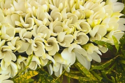 Journées du Tiare Tahiti : célébrations douces et parfumées pour cette 64ème édition