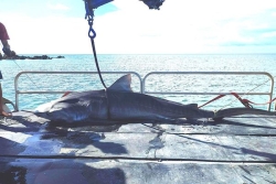 Abattage de requins : la cour administrative d'appel confirme l'interdiction