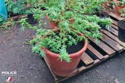 52 plants de paka saisis au domicile d'un individu 