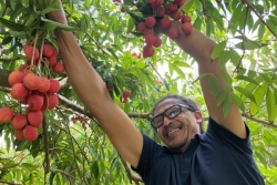 Cueillette et dégustation de letchis dans un verger de Saint-Pierre