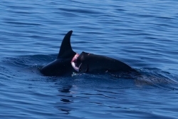 Le REMMAT alerte sur un dauphin tacheté grièvement blessé