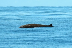 Très rare observation d’un spécimen de baleine au large de l’île