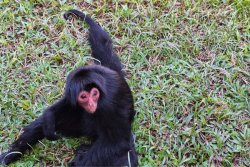 ENQUÊTE. Transfert de six kwatas de Guyane au zoo de Beauval : que s’est-il vraiment passé ? 
