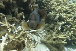 Baignade déconseillée dans le lagon de L'Étang-Salé