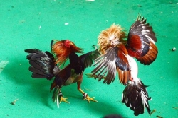 Pourquoi les combats de coqs sont encore autorisés aux Antilles et dans le Nord de l'Hexagone ?