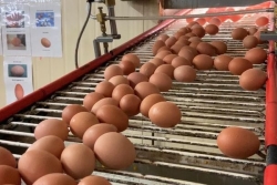 Rayons vides ou étals clairsemés… les œufs manquent à l'appel dans les supermarchés