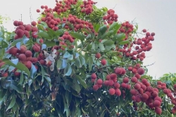 LIFOU. Moins de letchis à Hnacaöm, mais le fruit rouge reste roi